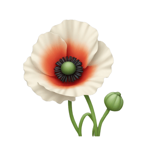 poppy flower